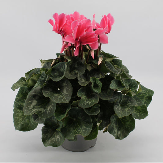 Cyclaam Light Pink - Ø17cm - ↕40cm - Pflanzfix24