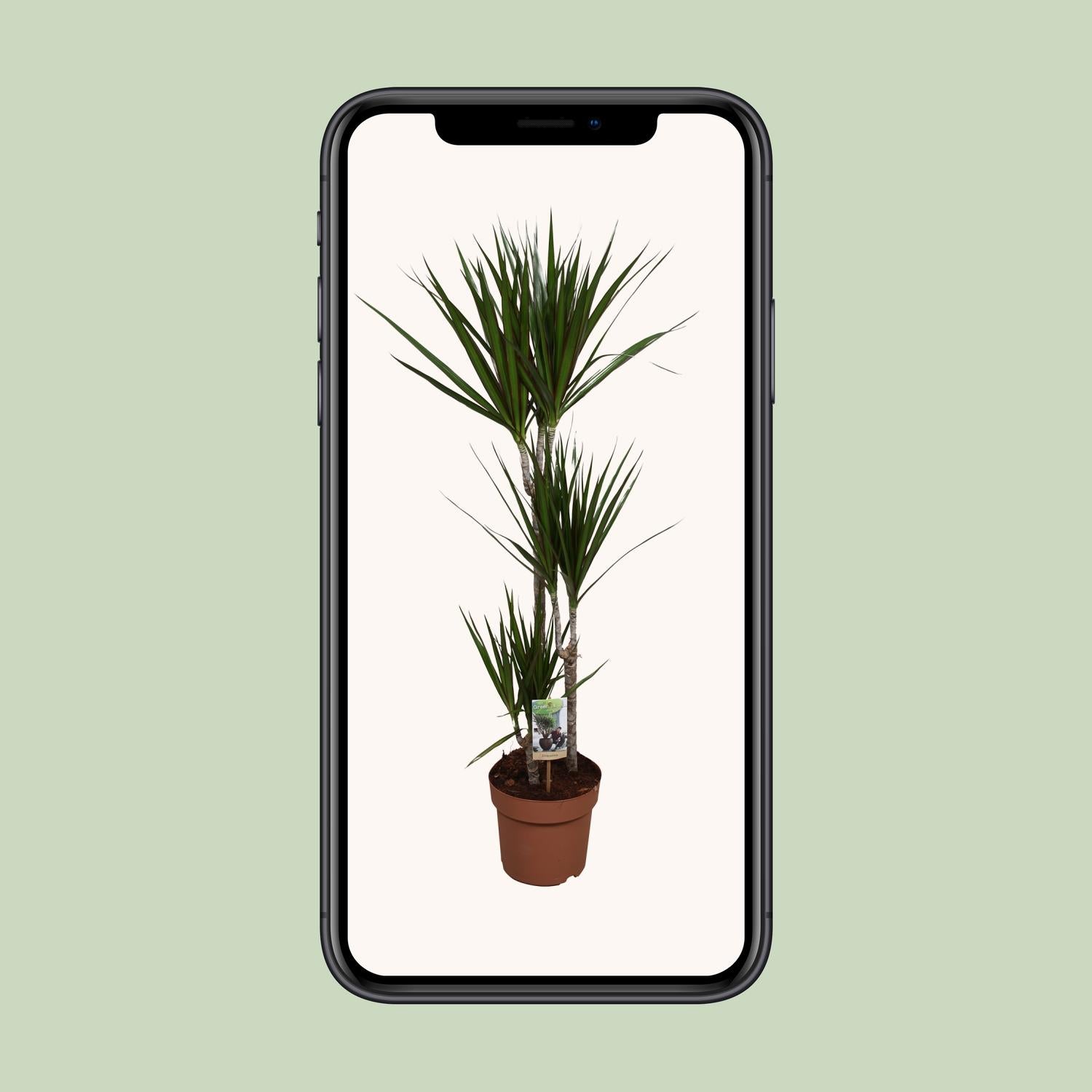 Dracaena Marginata - Indoor Plant - Pflanzfix24.de - Pflanzfix24.de