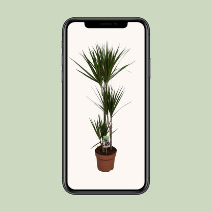 Dracaena Marginata - Indoor Plant - Pflanzfix24.de - Pflanzfix24.de