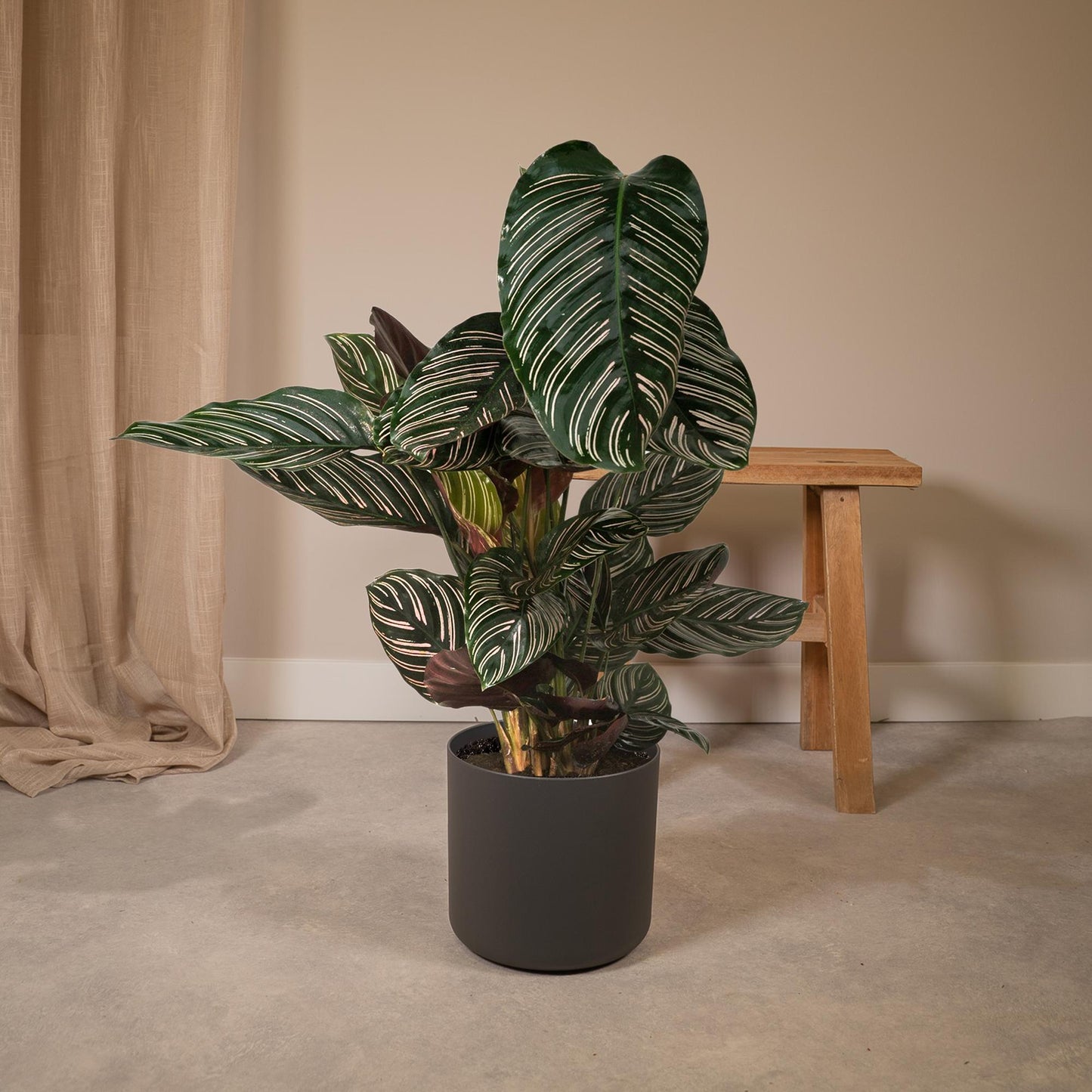 Calathea Ornata - Ø19cm - ↕75cm bei Pflanzfix24.de - Pflanzfix24.de