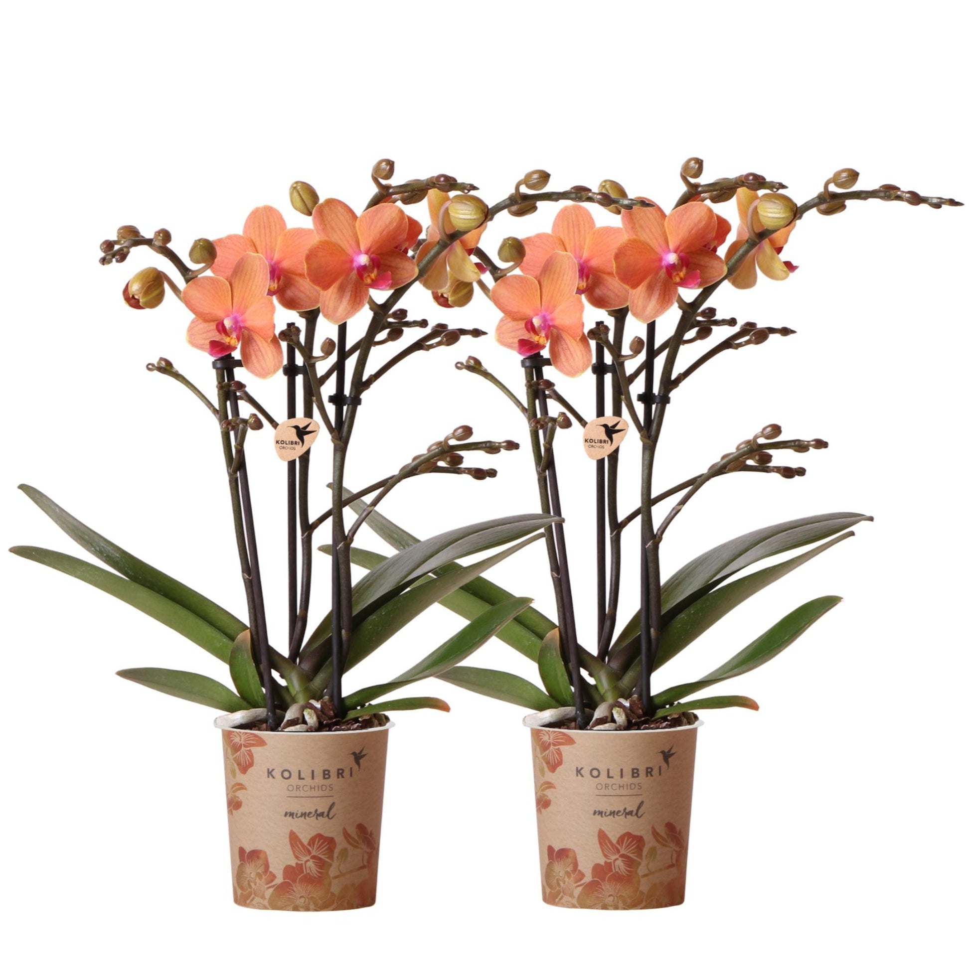 2er Set Phalaenopsis Bozen Orange Ø9cm – Pflanzfix24.de - Pflanzfix24.de