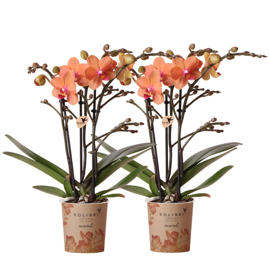 2er Set Phalaenopsis Bozen Orange Ø9cm – Pflanzfix24.de - Pflanzfix24.de