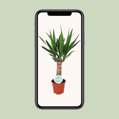Yucca Elephantipes - Pflanzfix24