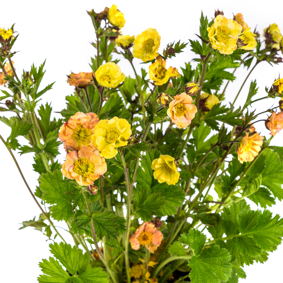 Geum Rivale Yellow Ø19cm - ↕50 - 70cm - Pflanzfix24