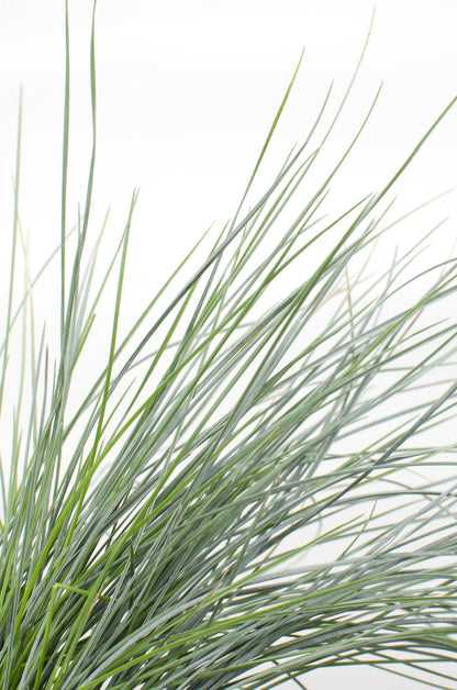 Festuca glauca Azura Blue - Ø14 - ↨30cm - Pflanzfix24