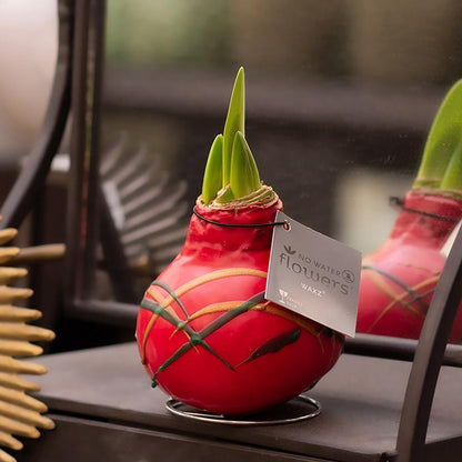 No Water Flowers® (wax amaryllis) | Waxz® Art Munch Mix (3 pack) + Red flower - Pflanzfix24