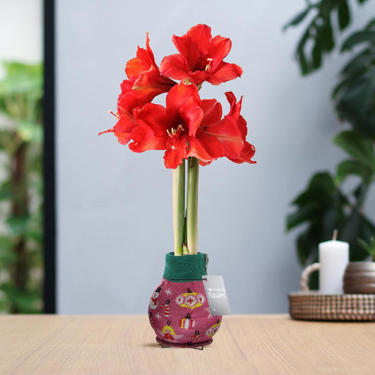 No Water Flowers® (wax amaryllis) | Fashionz Patterns Disco - Pink + Red flower - Pflanzfix24