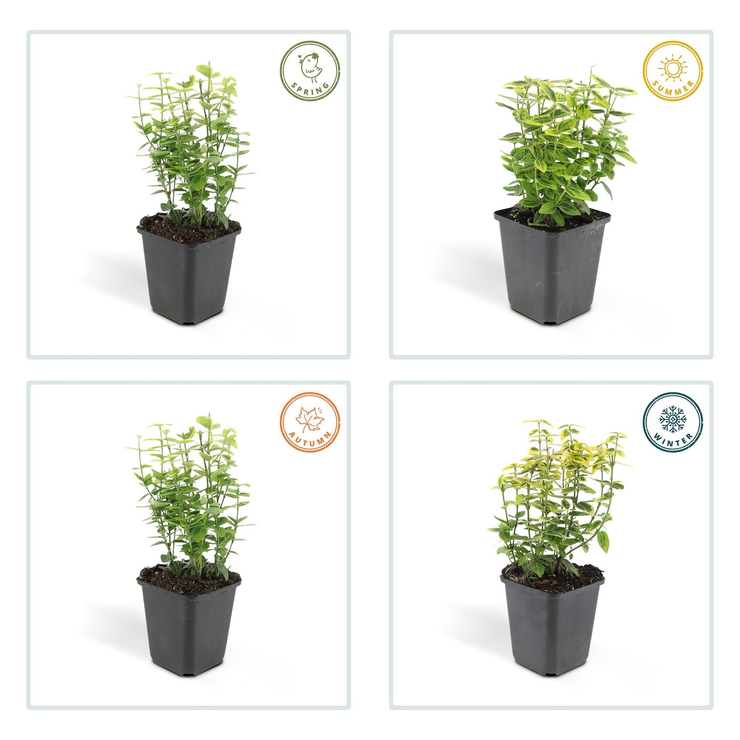 24x Euonymus fort. 'Emerald 'n Gold’ - ↕10-25cm - Ø9cm - Pflanzfix24