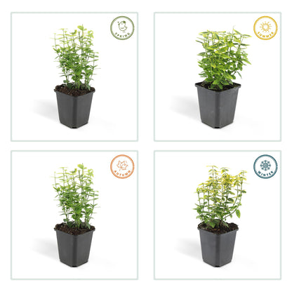 24x Euonymus fort. 'Emerald 'n Gold’ - ↕10-25cm - Ø9cm - Pflanzfix24