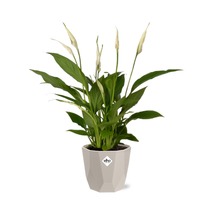 Spathiphyllum 12 cm Torelli in ELHO b.for rock 14 cm warm grey - Pflanzfix24
