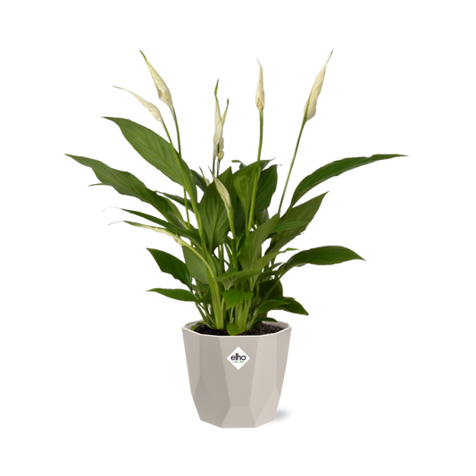 Spathiphyllum 12 cm Torelli in ELHO b.for rock 14 cm warm grey - Pflanzfix24