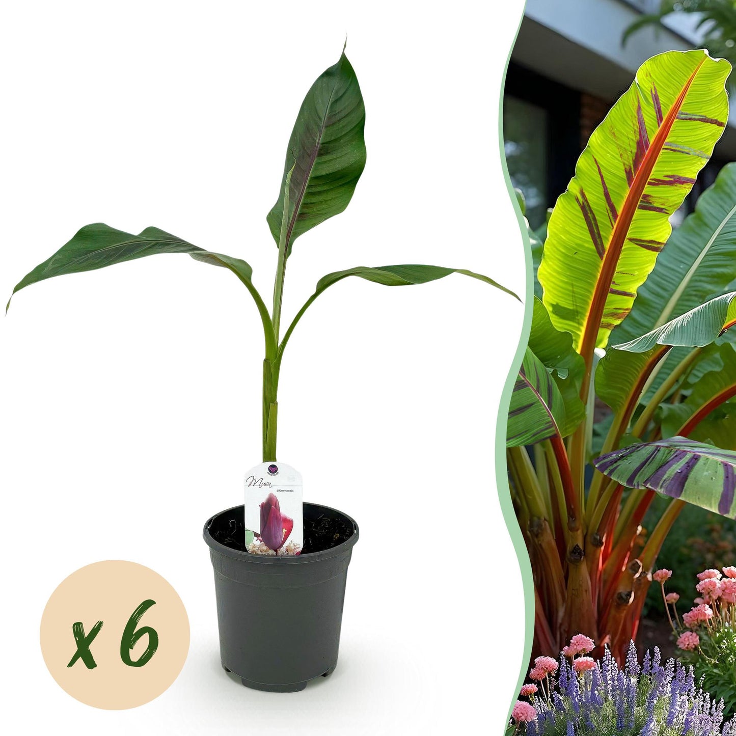 Bananenpflanze Musa sikkimensis Red Tiger - 6 Pflanzen - pflanzfix24