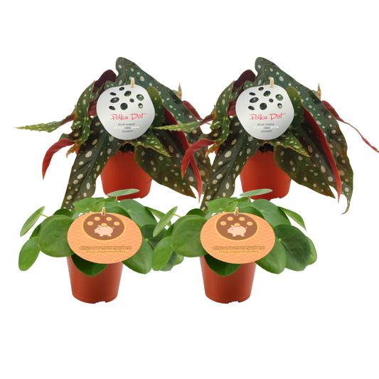 2x Pilea Peperomioides + 2x Begonia Maculata - 4 Stück - Ø12cm - ↕20cm - Pflanzfix24.de - Pflanzfix24.de