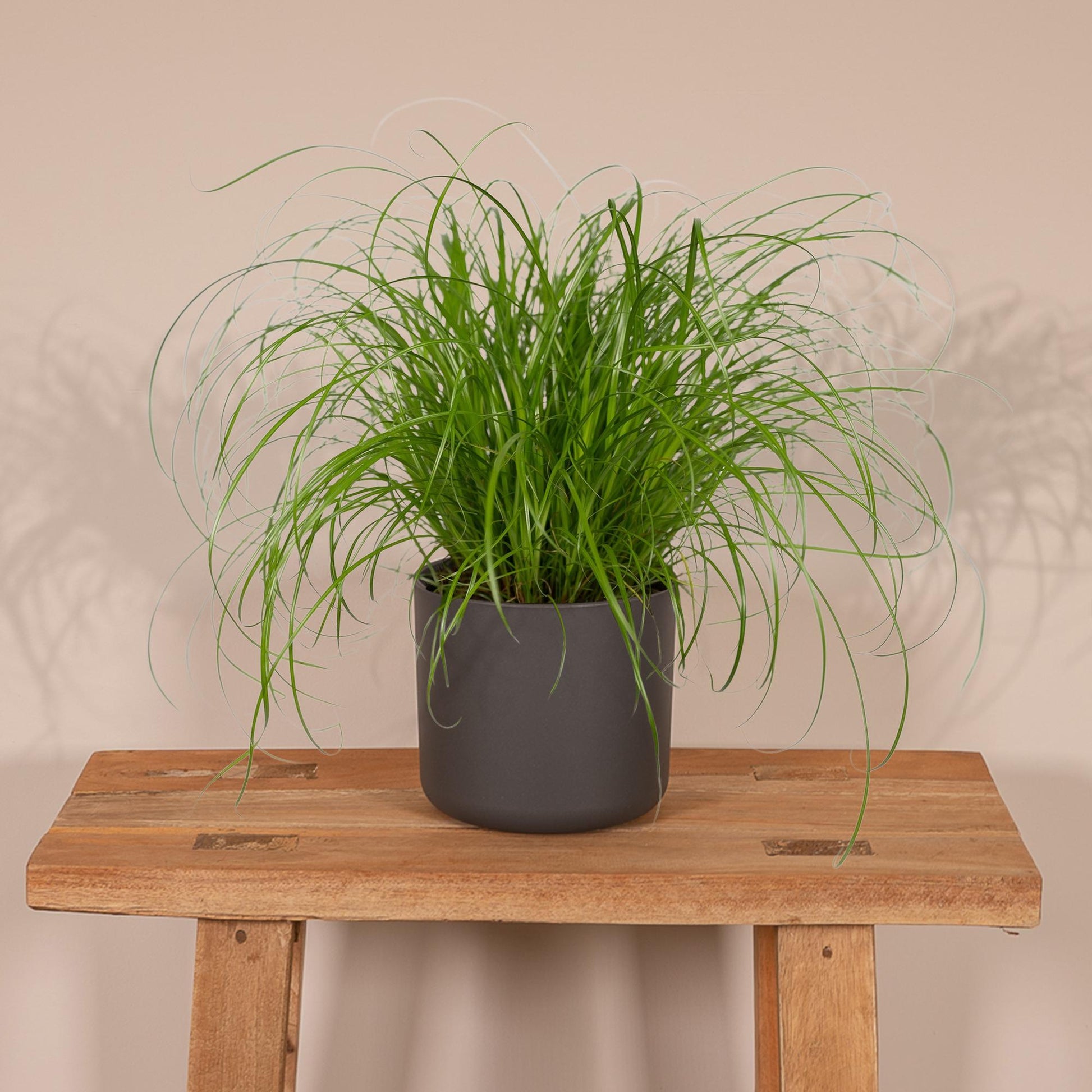Cyperus Alternifolius - Katzengras - Ø12cm - ↕20cm - Pflanzfix24.de - Pflanzfix24.de