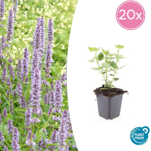 Agastache 'Blue Fortune' 20er-Set – Lavendelblaue Bienenstaude | Pflanzfix24.de - Pflanzfix24.de
