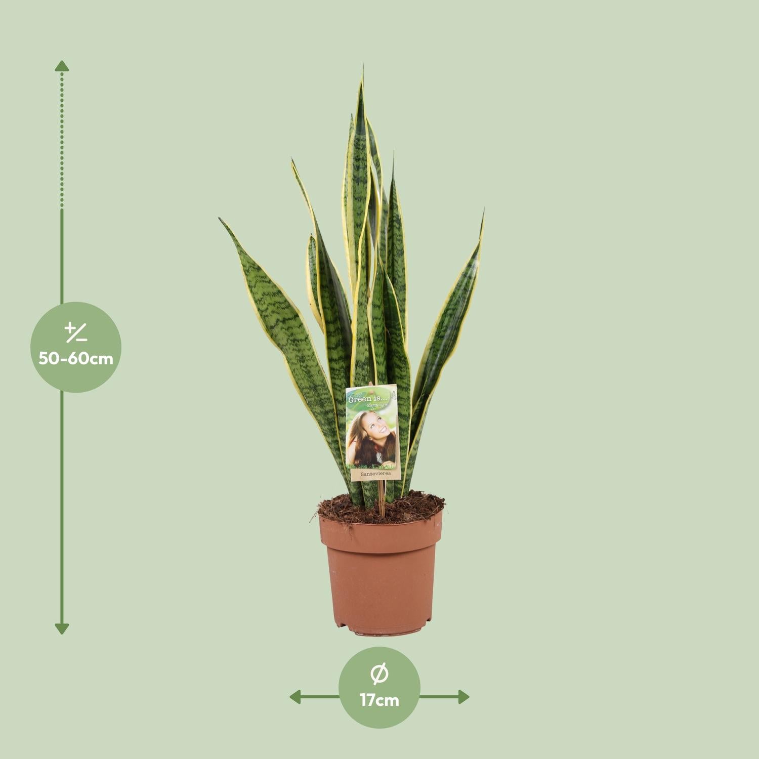 Sansevieria Trifasciata Laurentii Ø17cm | Pflegeleichte Zimmerpflanze – Pflanzfix24.de - Pflanzfix24.de