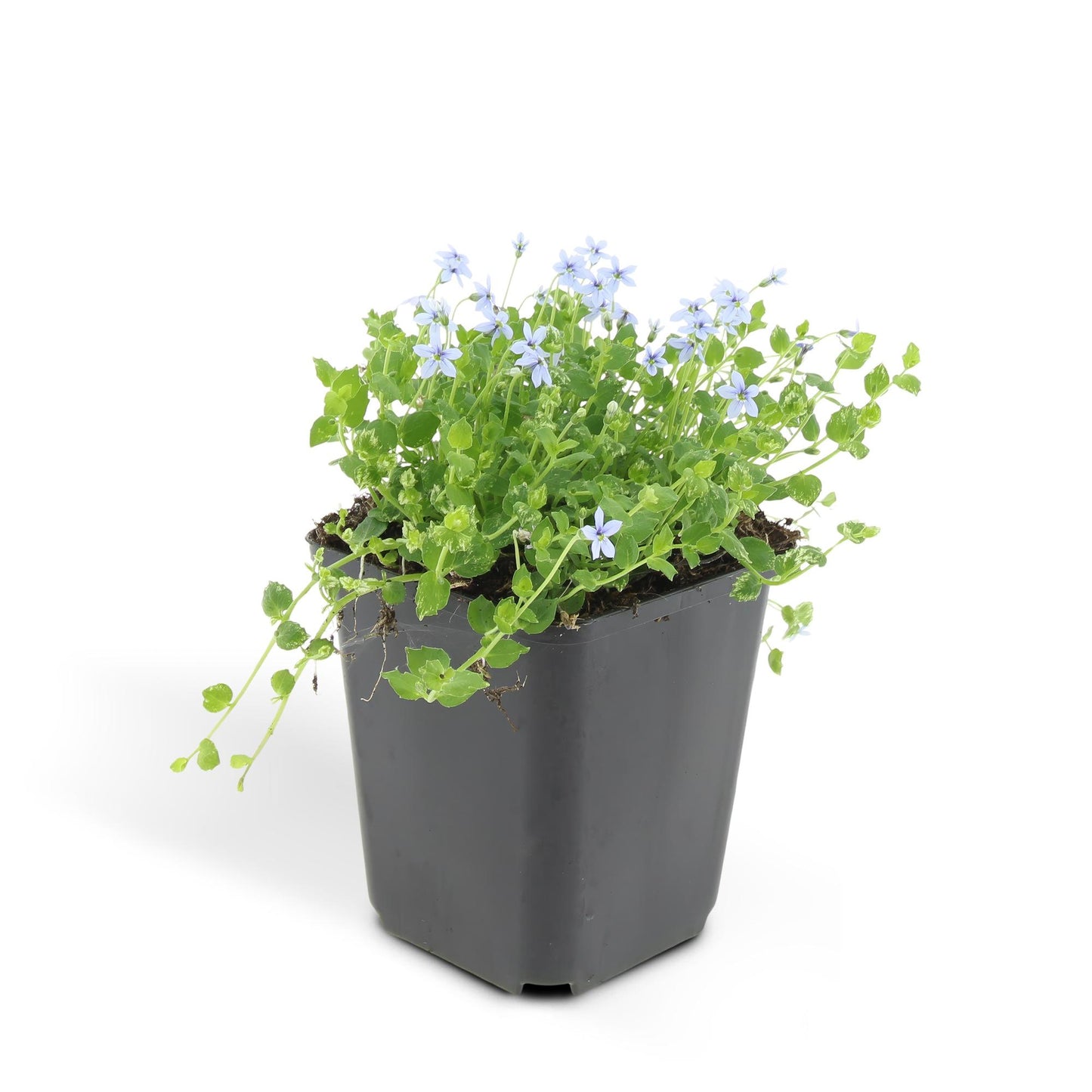 24x Isotoma fluviatilis - Blauer Sternteppich - Pflanzfix24