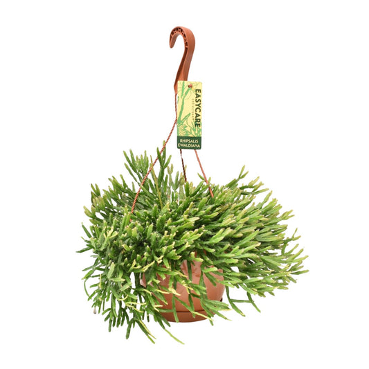 Rhipsalis Ewaldiana - Ø17cm - ↕40cm - Pflanzfix24