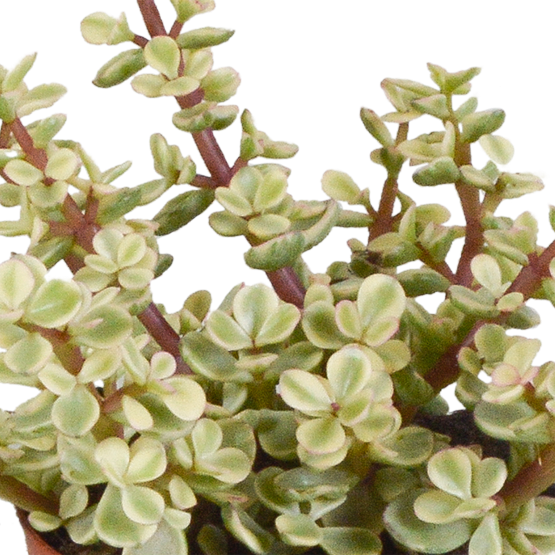 Crassula-Mix 8,5 cm - 3x - in witte pot - Pflanzfix24.de - Pflanzfix24.de