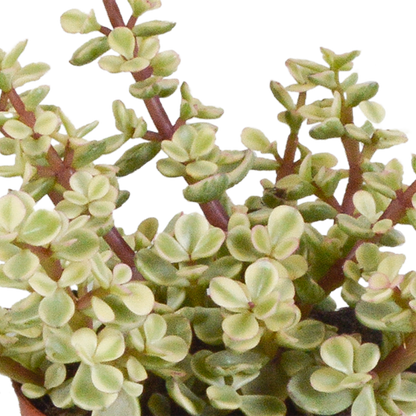 Crassula-Mix 8,5 cm - 3x - in witte pot - Pflanzfix24.de - Pflanzfix24.de