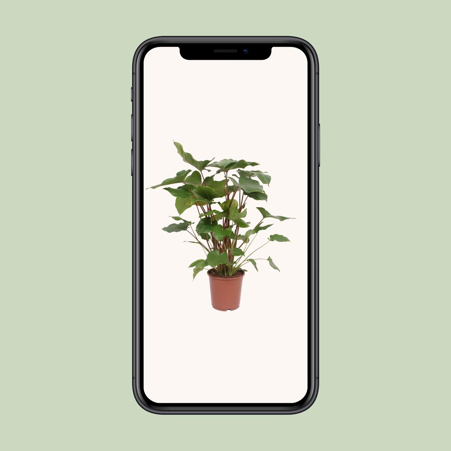 Homalomena Rubescens Maggy - Ø24cm - ↕90cm - Pflanzfix24.de - Pflanzfix24.de