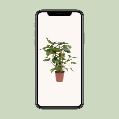 Homalomena Rubescens Maggy - Ø24cm - ↕90cm - Pflanzfix24.de - Pflanzfix24.de