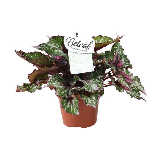 Begonia Beleaf Alaska Creek - Ø17cm - ↕32cm - Pflanzfix24