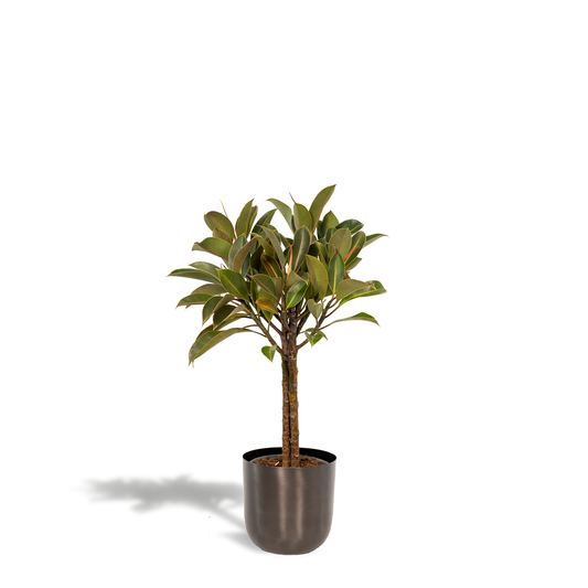 Ficus elastica Melany Stamm + Pot Mayk Lead - ↨90cm - Ø21cm - Pflanzfix24
