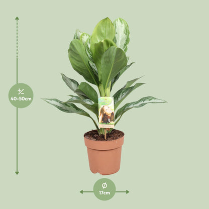 Aglaonema Silver Bay - Chinesisches Immergrün - Ø17cm - ↕55cm - Pflanzfix24.de - Pflanzfix24.de
