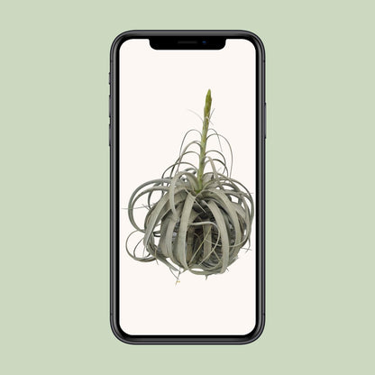 Tillandsia Xerographica Luftwurzelpflanze - Ø35cm - ↕50cm - Pflanzfix24