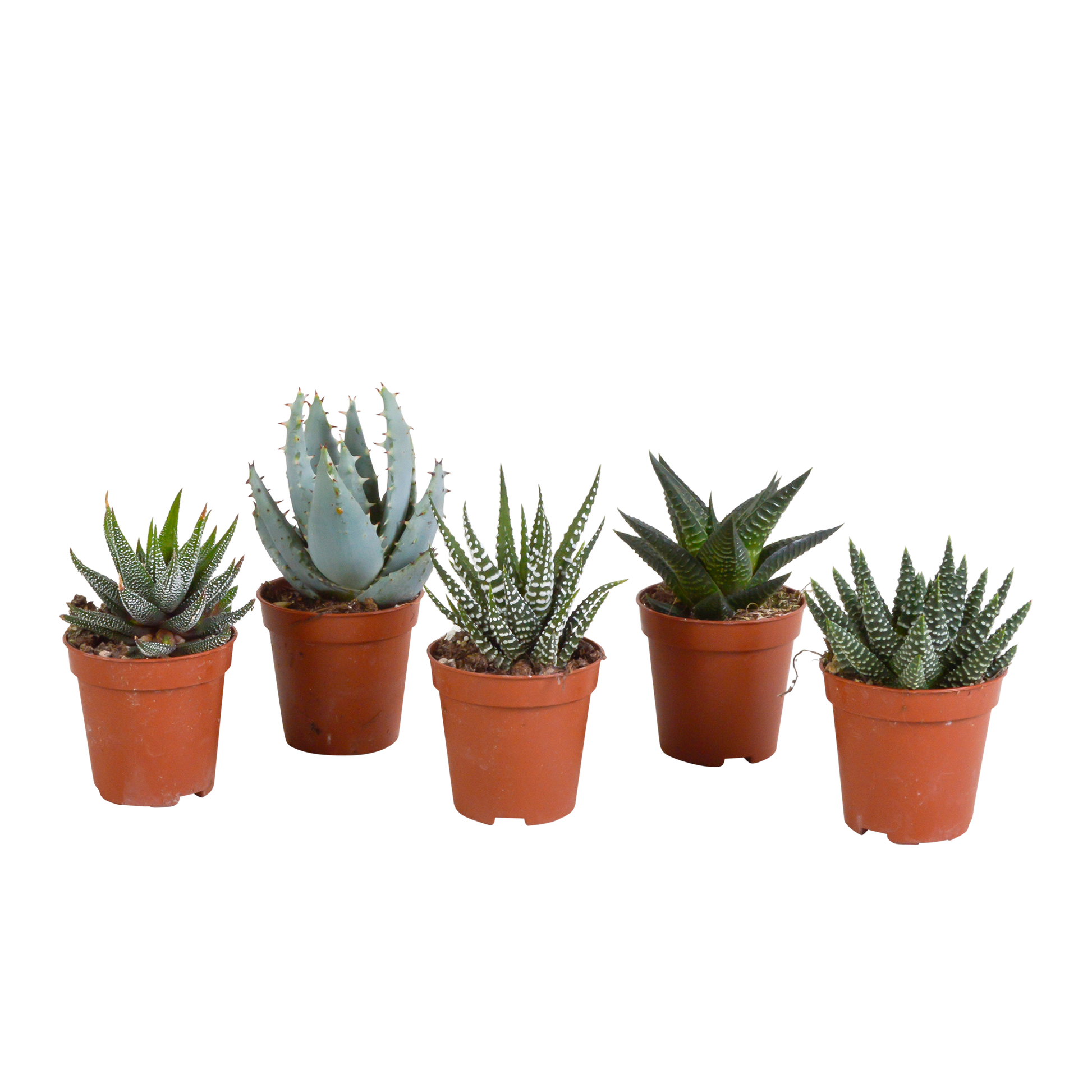 Gasteria/Haworthia-Mischung 5,5cm - 5x - Pflanzfix24.de - Pflanzfix24.de