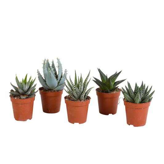 Gasteria/Haworthia-Mischung 5,5cm - 5x - Pflanzfix24.de - Pflanzfix24.de