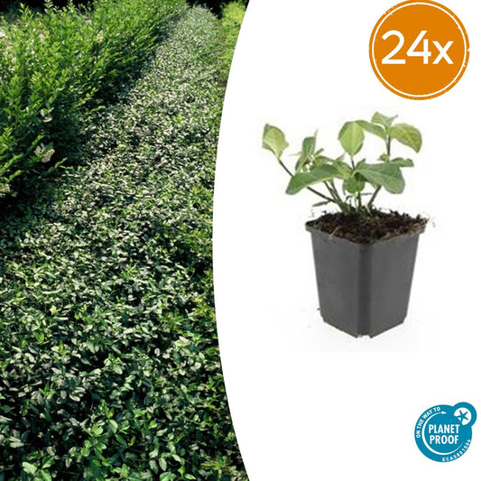 24x Euonymus fort. 'Dart's Blanket' - ↕10-25cm - Ø9cm - Pflanzfix24
