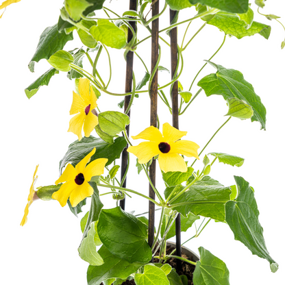4x Thunbergia alata Sunny Susy Yellow Ø13 cm - ↕60 cm - Pflanzfix24