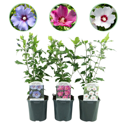 GreenboutiQ - Sträucher - Hibiscus syriacus Tricolour - Blüte Rosa, Weiß und Blau - 3 Pflanzen - Laubabwerfend - Wenig Pflegeaufwand - Topf 17cm Höhe 45cm - Pflanzfix24.de