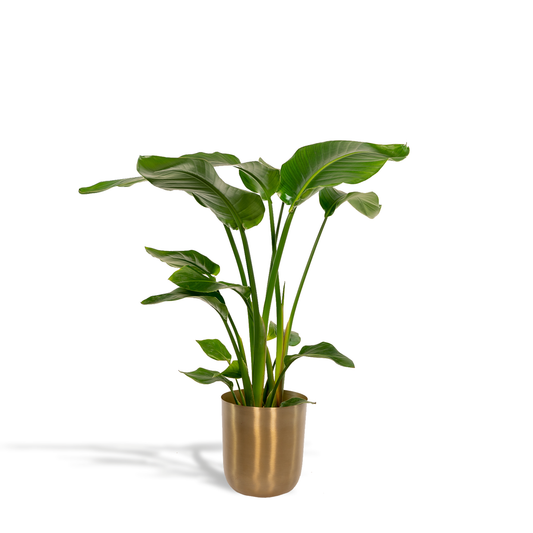 Strelitzia Nicolai - Ø19cm - ↕90cm + Topf Mayk Gold - Pflanzfix24