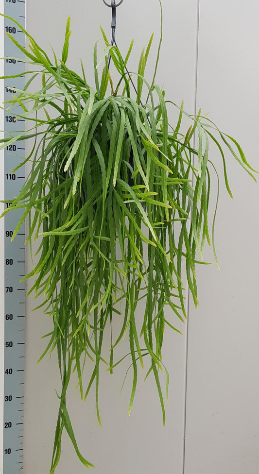 Rhipsalis Holviana - Ø25cm - ↕60cm - Pflanzfix24