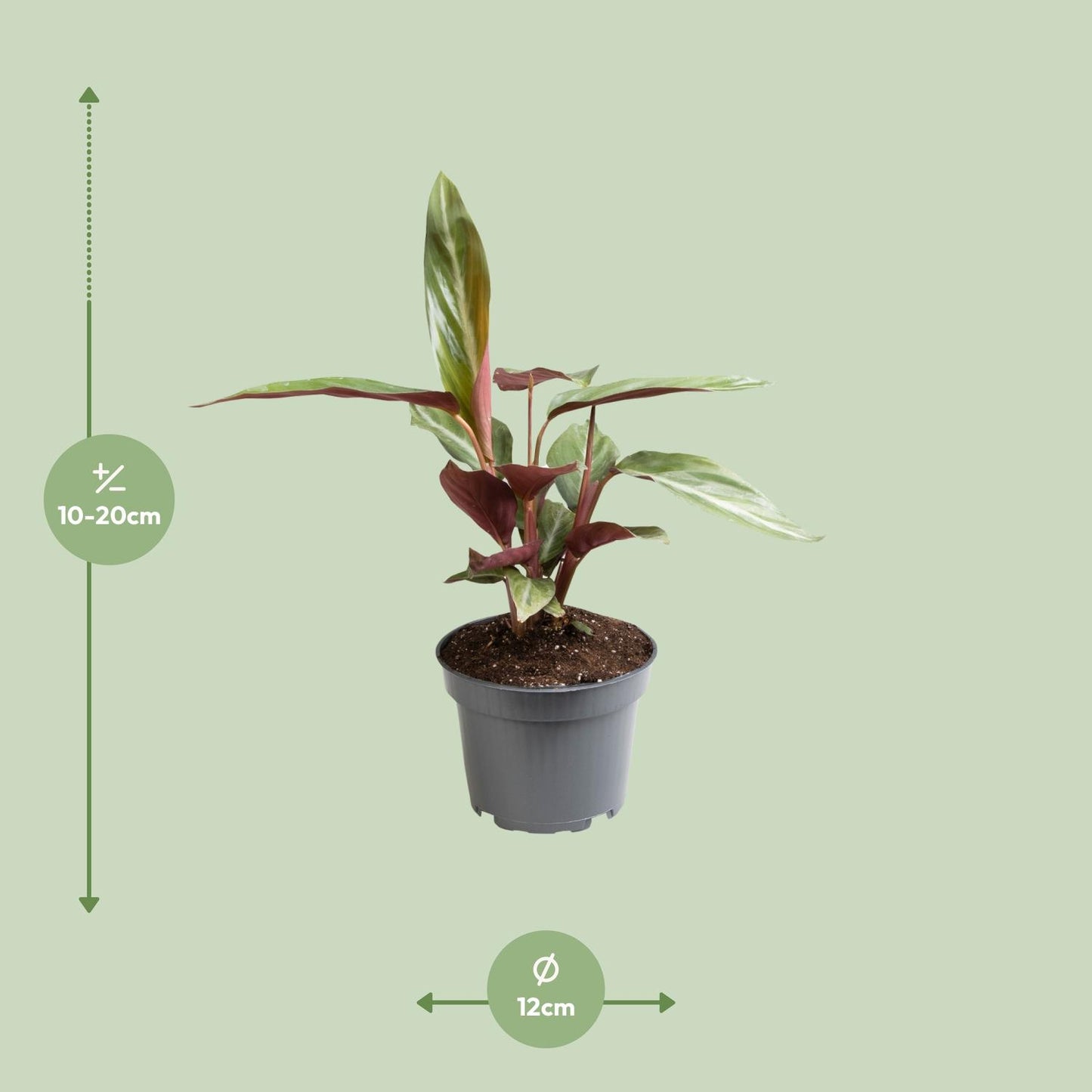 Stromanthe Sanguinea - Ø12cm - ↕18cm bei Pflanzfix24