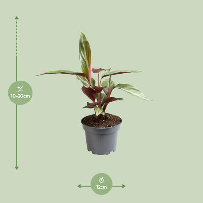 Stromanthe Sanguinea - Ø12cm - ↕18cm bei Pflanzfix24
