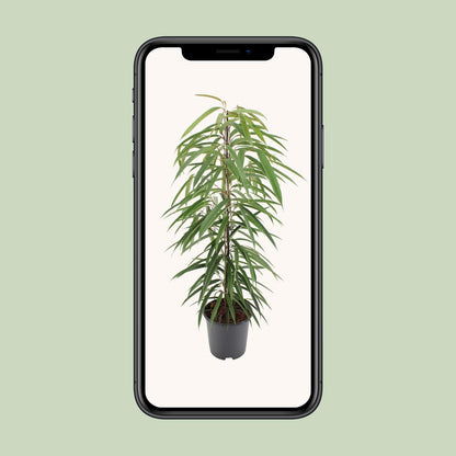 Ficus Binnendijkii Alii - Ø21cm - ↕80cm - Pflanzfix24.de - Pflanzfix24.de