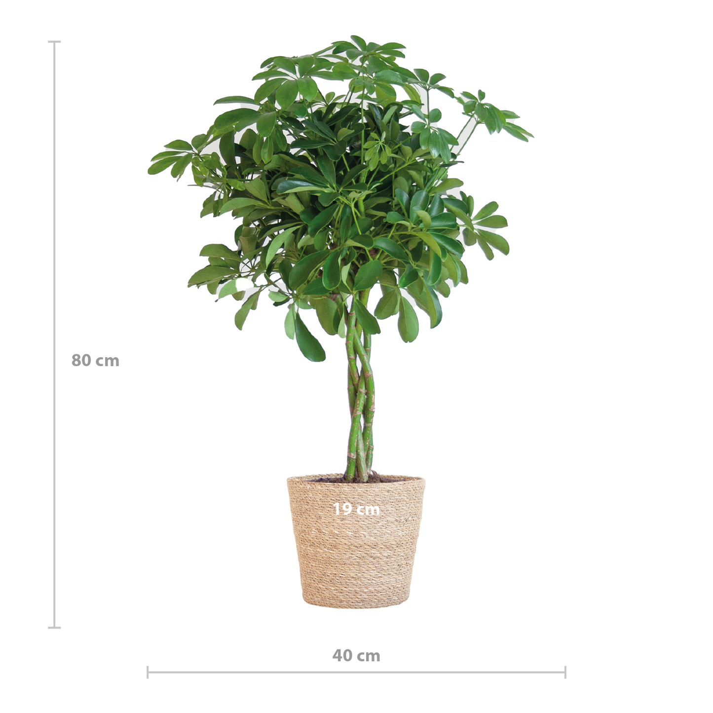 Schefflera Nora mit Korb Sofia – 70 cm – Pflanzfix24.de - Pflanzfix24.de