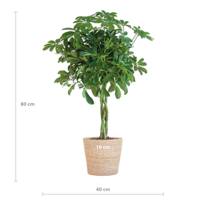 Schefflera Nora mit Korb Sofia – 70 cm – Pflanzfix24.de - Pflanzfix24.de