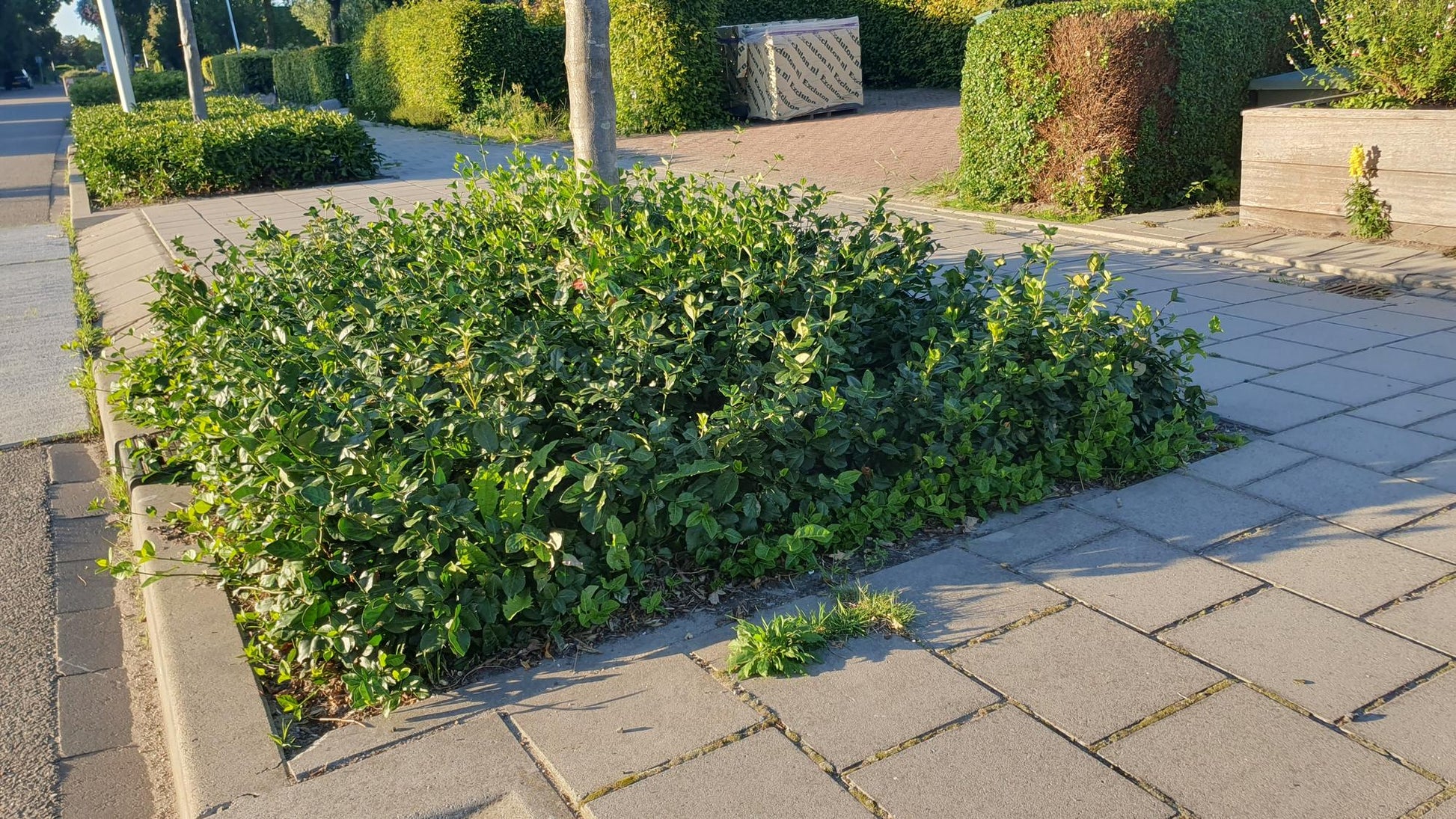 20er-Set Euonymus fort. 'Coloratus' - Winterharter Zierstrauch - Pflanzfix24.de - Pflanzfix24.de