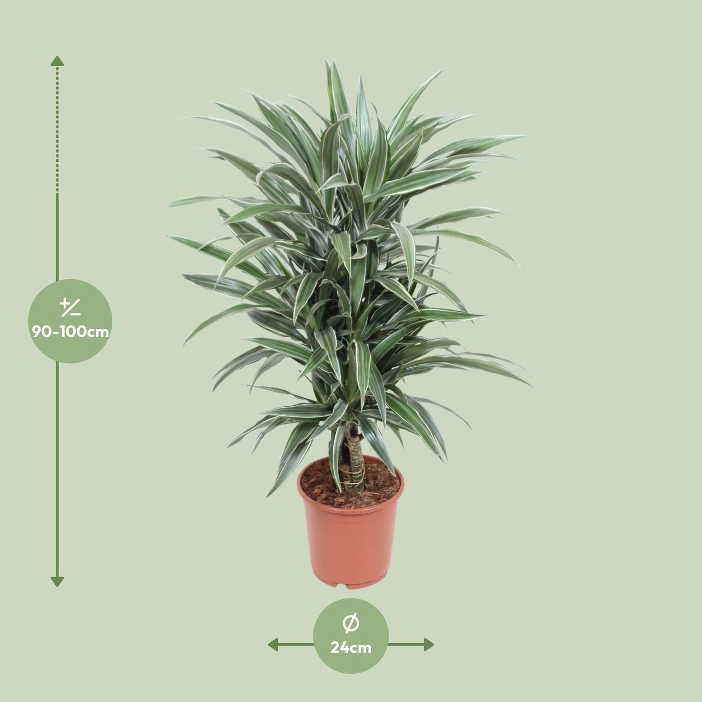 Dracaena Warneckei - Pflanzfix24