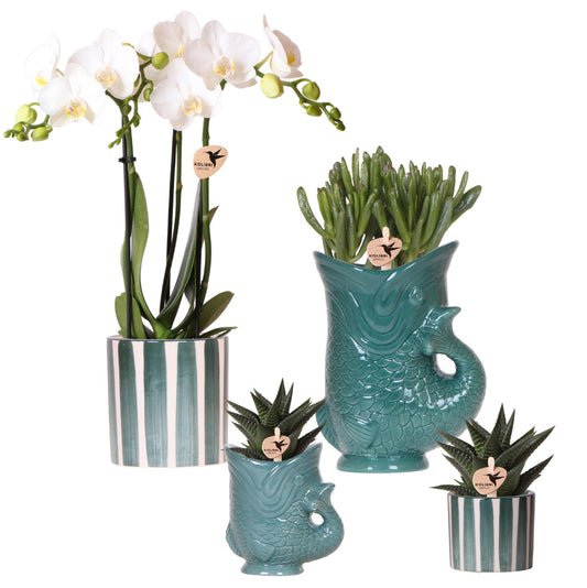 Kolibri Orchideen Set - pflanzfix24