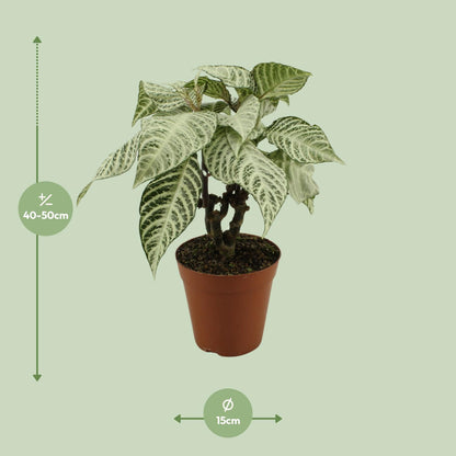 Aphelandra White Wash - Ø15cm - ↕50cm - Pflanzfix24