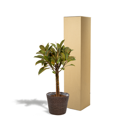 Ficus elastica Melany Stamm + Korb Igmar - ↨90cm - Ø21cm bei Pflanzfix24