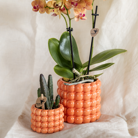 Pflanzfix24 | Pflanzenset Poppy Orange | Jamaica Orchidee und Sukkulente