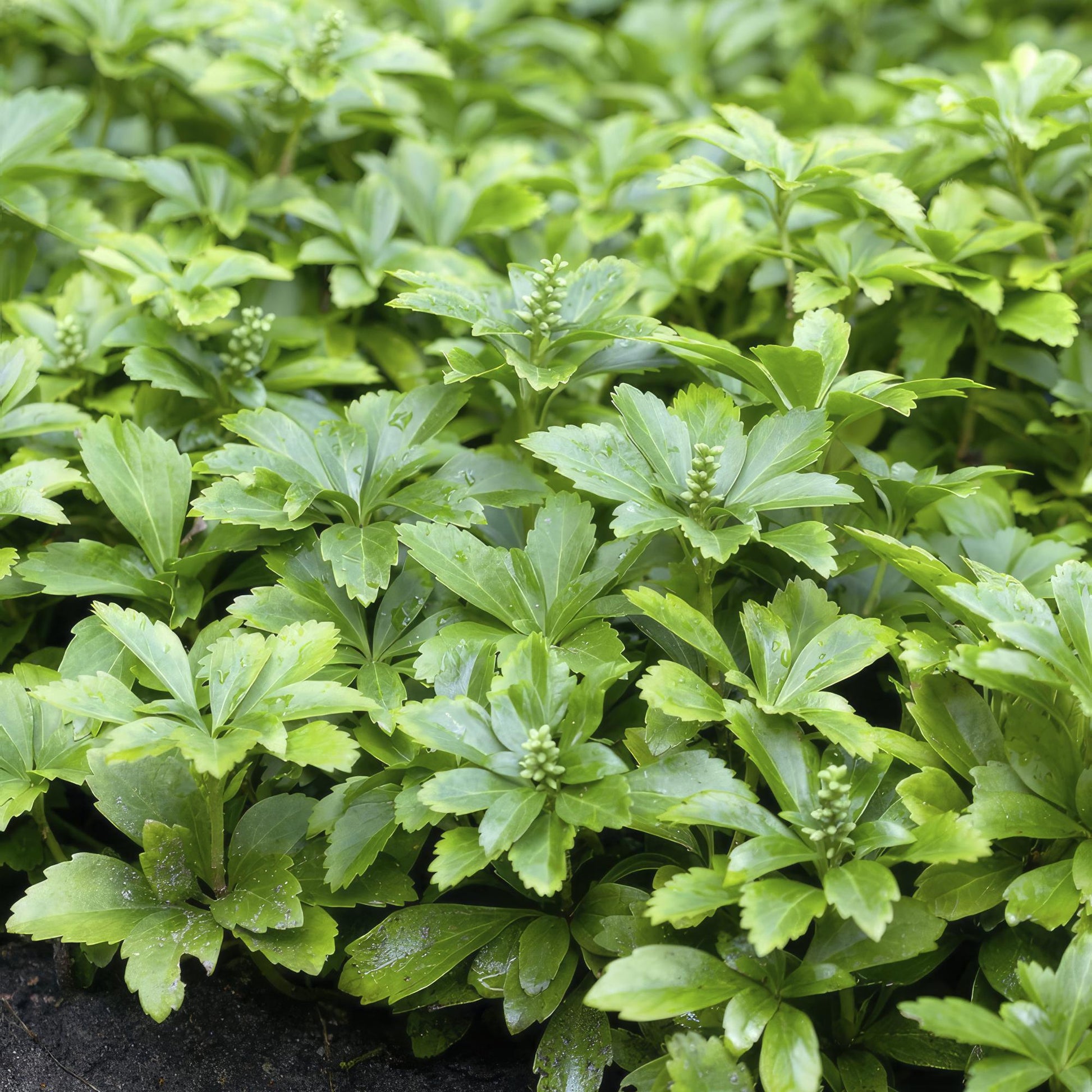 12x Pachysandra 'Green Carpet' – immergrüner Bodendecker | Pflanzfix24.de - Pflanzfix24.de