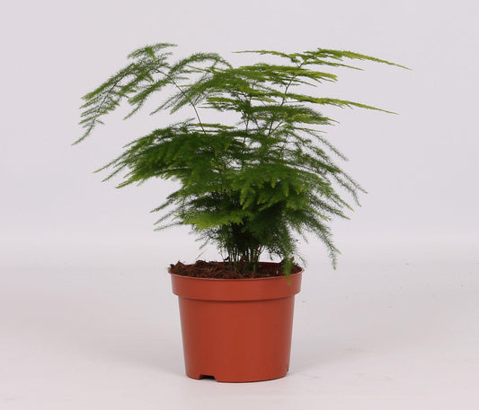 Asparagus Setaceus - Ø12cm - ↕28cm - Pflanzfix24.de - Pflanzfix24.de